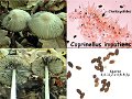 Coprinellus impatiens-amf2244